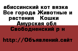 абиссинский кот вязка - Все города Животные и растения » Кошки   . Амурская обл.,Свободненский р-н